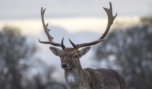 Purina Mills Deer & Elk Antler Max Testimonial