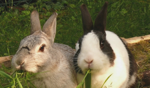 Rabbit Care Tips for the Summer