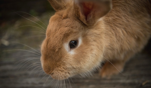 Rabbit Tips: The 4-Square Philosophy for Success