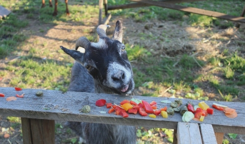 Summer Tips for Raising Healthy Goats