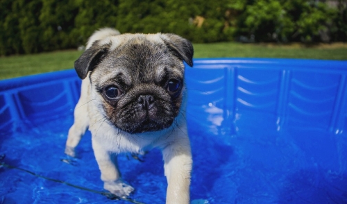 Tips for Cooling off your Pets 