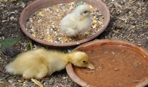 Tips for Keeping your Poultry Hydrated During Hot Weather