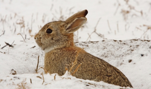 Tips for Preparing your Rabbit for the Cold Winter Weather