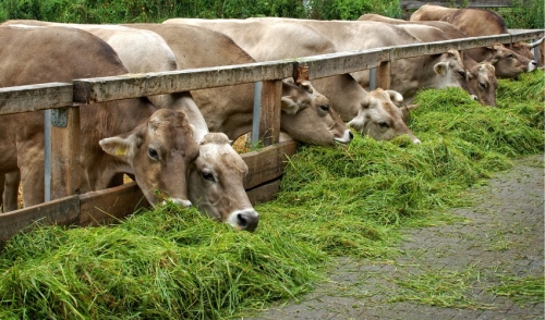 Treatment and Symptoms of Grass Tetany in Cattle