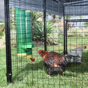Rugged Ranch Poultry Feeders
