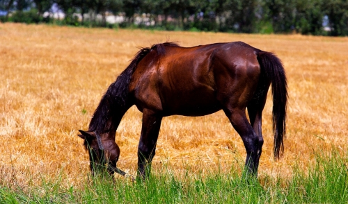 Ideas for Decreasing Heat Stress in Horses