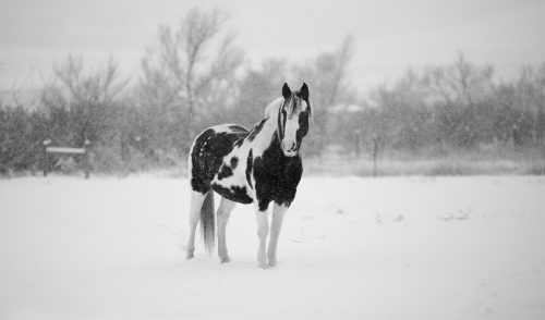 Winter Care for Horses