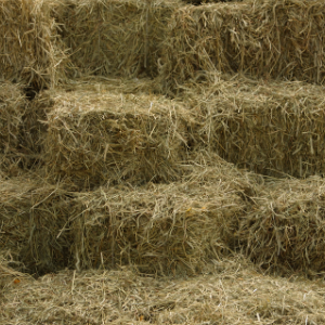 Grass and Alfalfa Hay