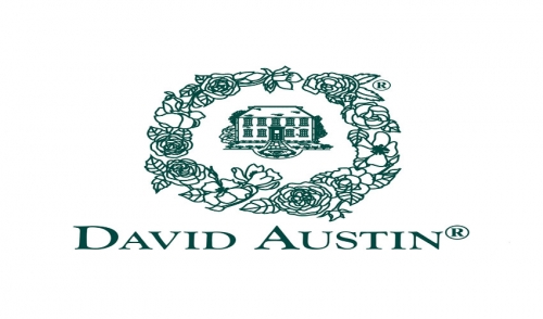 David Austin Roses are Here!