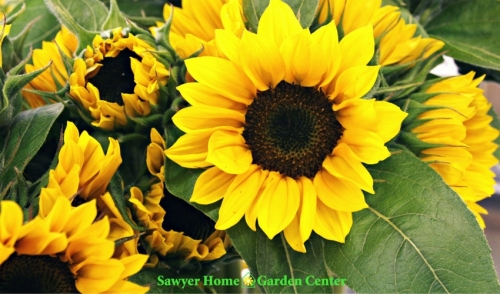 Why Buy From Sawyer Garden Center?