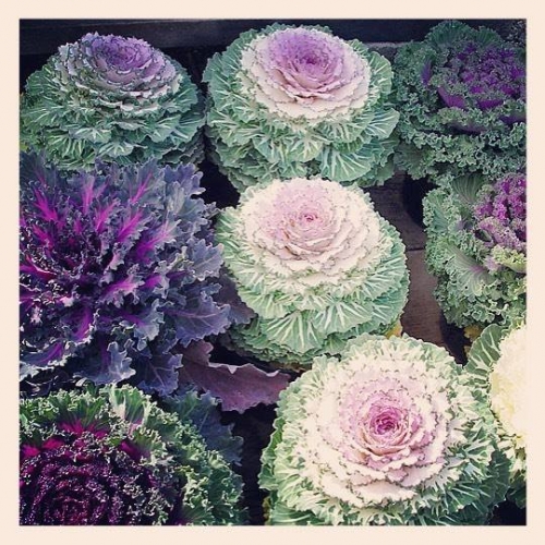 Ornamental Cabbage & Kale