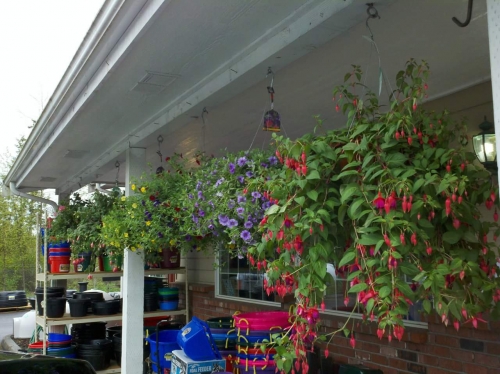 Hanging baskets in the spring