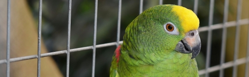 Feathered Friends