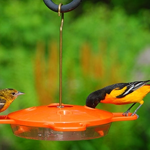 Aspects Oriole Feeder