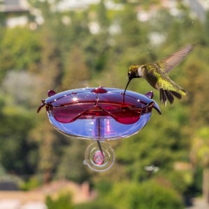 Ruby Sipper Window Hummingbird Feeder
