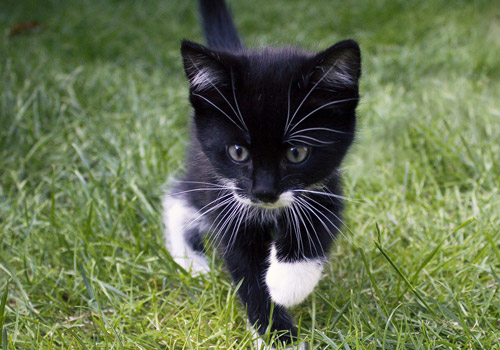 cat