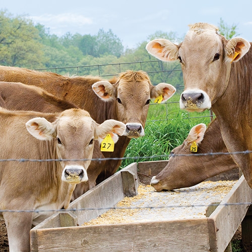 Departments, Pet Foods, Wildlife, Tools, Hardware, Poultry Supplies