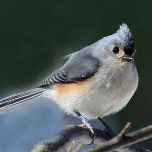 Departments, Pet Foods, Wildlife, Tools, Hardware, Poultry Supplies