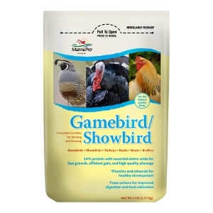 Gamebird/Showbird