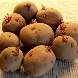 Red Seed Potatoes
