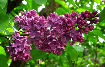 step one lilacs