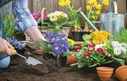 Step four gardening