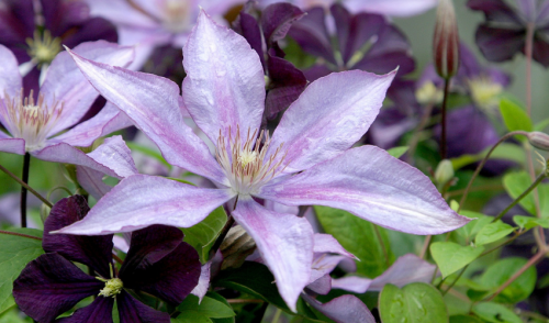 Winter your Clematis 
