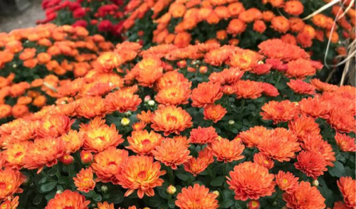 Winter Your Fall Mums