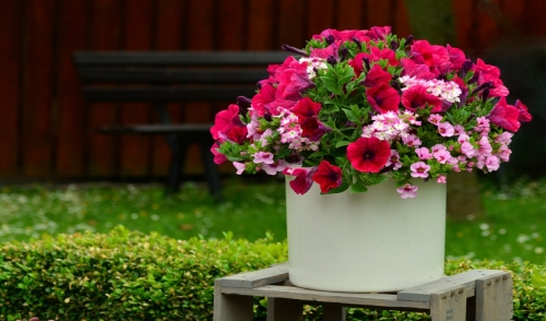 Recipe for Fabulous Looking Planters & Hanging Baskets