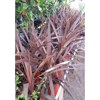 'Red Star' Cordylines