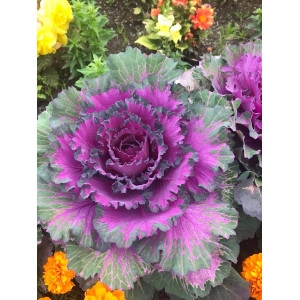 Flowering Kale-Annual 