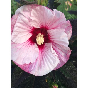Hardy Hibiscus for your Perennial Garden! 