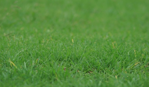 Lawn Aeration: The Tools and Tips You Need
