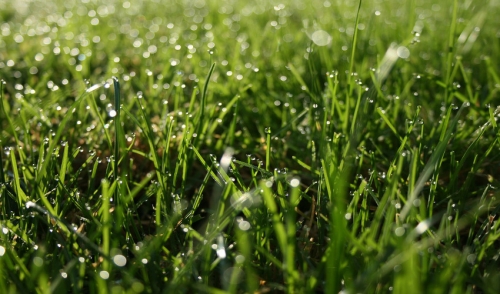 Renovate Your Lawn This Spring