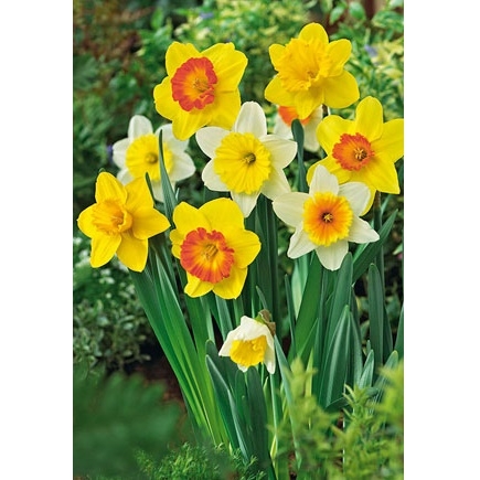 Netherland Bulb Company Narcissus Mixture 50 Bulb Package
