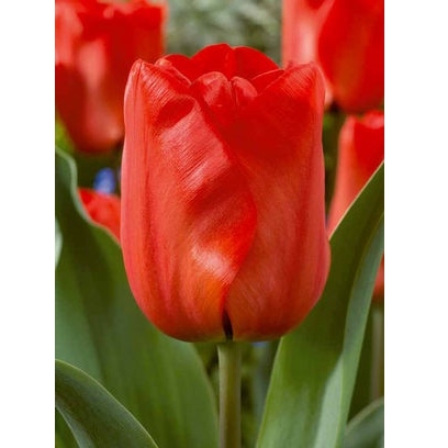 Netherland Bulb Company Oxford Tulip Red 50 Bulb Package