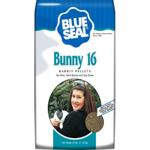 Blue Seal Bunny 16