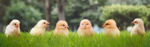 Baby Chicks Now Available!