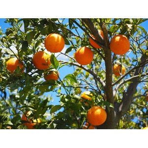 Fruit Trees Available
