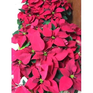 Poinsettias and Christmas Cacti Available 