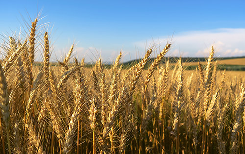 Reubinsville Farmers Feed Mill Pet Supplies Pet Food Lawn Garden Horse Supplies Cattle Farm Supply s Wildlife Wild Reubinsville Farmers Feed Mill Portland TN