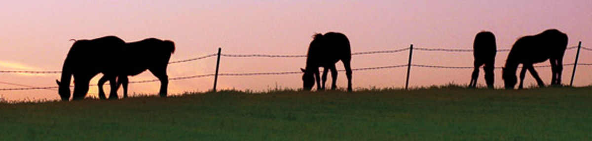equine