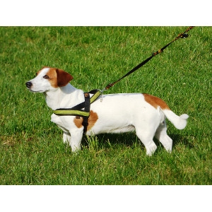 Pet Leashes, Harnesses and Collars