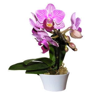 Exotic Orchids and Houseplants