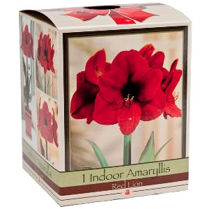 Netherland Bulb Company Amaryllis Kit