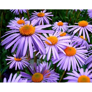 Locally Grown Asters