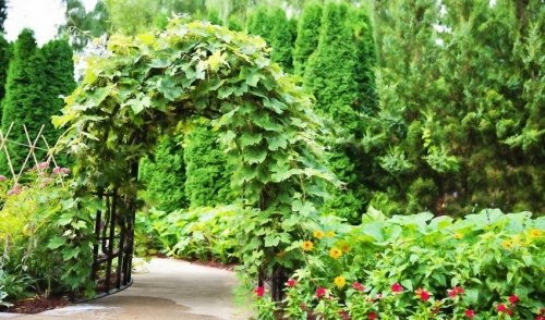 Build a Vine-Covered Archway to your Yard