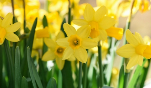 Dealing With Daffodils