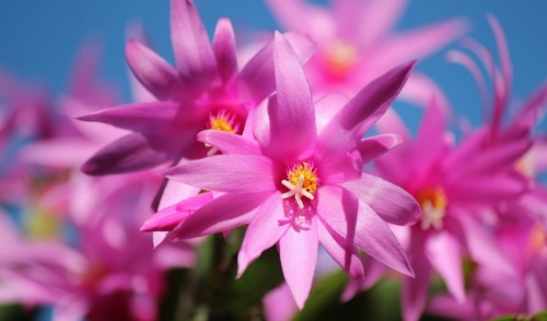 In the Dark About Christmas Cactus?