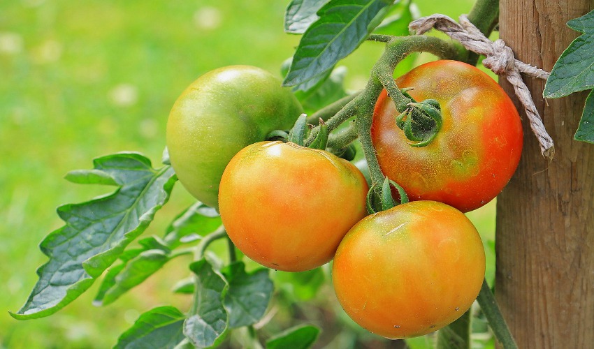 Build Your Own Vegetable Trellis Bob's Garden Center Egg Harbor